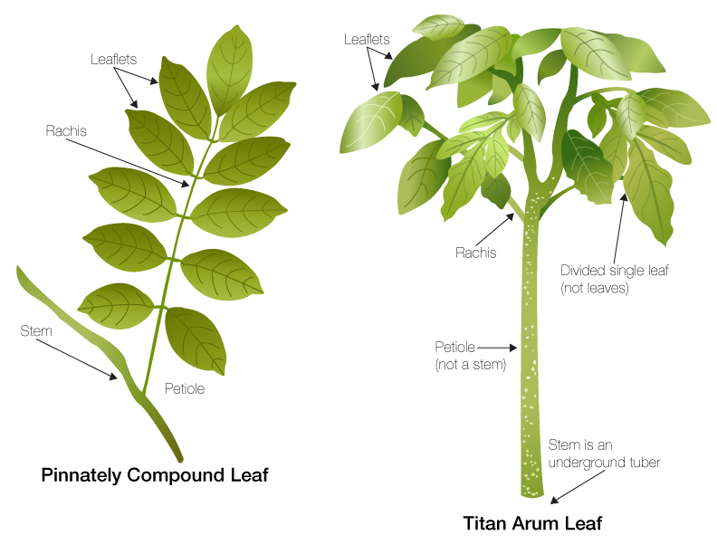 ILLUSTRATION: The leaf structure of the titan arum.