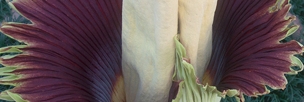 Spike the titan arum