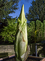 Sunshine the titan arum