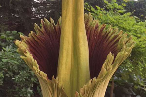 Sunshine the titan arum