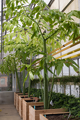 PHOTO: Amorphophallus titanum leaves in the greenhouse.