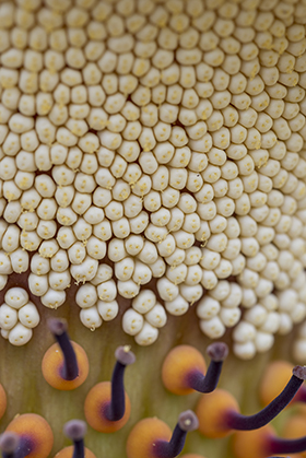 PHOTO: The male (top) and female (bottom) flowers inside the titan arum's tightly wrapped spathe.