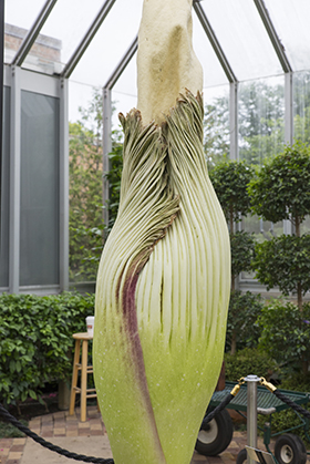 PHOTO: A titan arum flower, prebloom, looking ready to open.