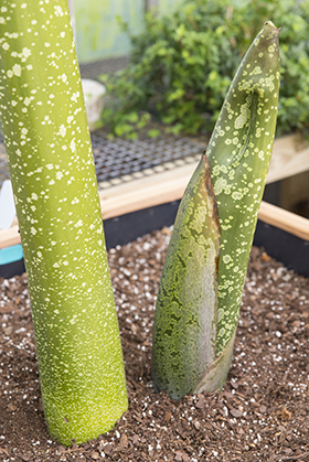 PHOTO: Titan arum stalk and bud.