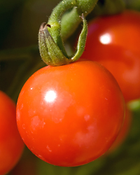 Tomato Plant Health