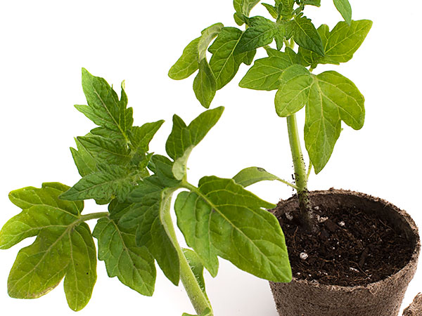 tomato seedlings