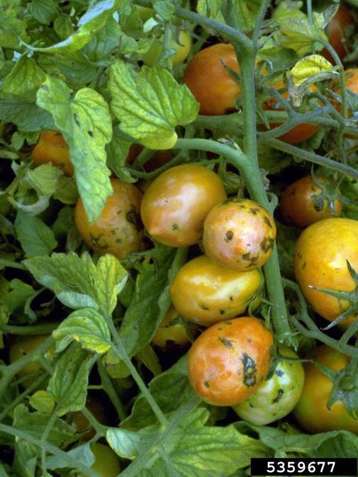 Tomato spotted wilt virus by William M. Brown Jr., Bugwood.org