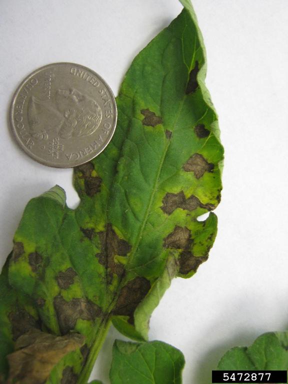 Tomato spotted wilt virus by Jason Brock, University of Georgia, Bugwood.org