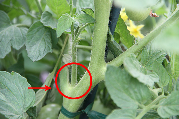 Photo identifying tomato leaf axil sprout