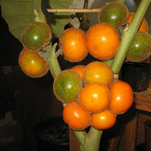 Naranjilla, or lulo (Solanum quitoense)