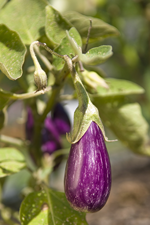 Hansel eggplant (Solanum melongena 'Fairy Tale')