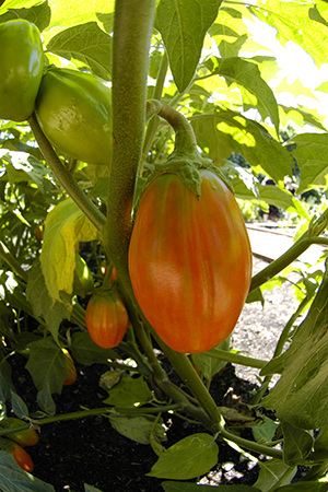 Red Egg eggplant (Solanum melongena 'Red Egg')