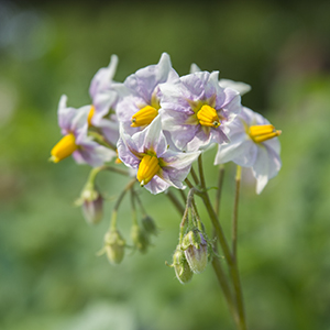 Solanum tuberosum 'Desiree' potato in bloom