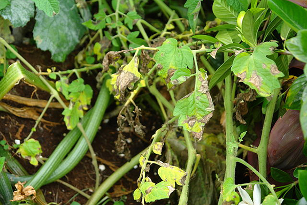 Late blight of tomato (Lycopersicon esculentum) in a garden near Hilo, Hawaii, caused by Phyophthora infestans.