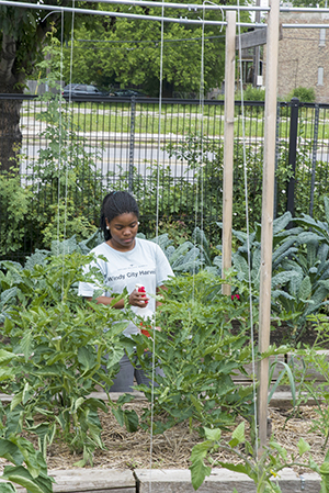 Tomato stakes and string work well for indeterminate tomatoes.