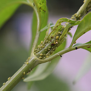 Aphids