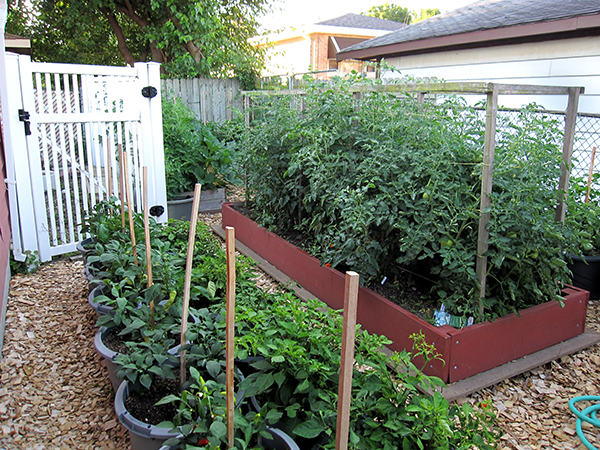 A healthy urban garden with raised beds and peppers grown in pots