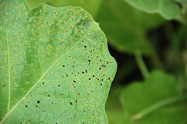 Flea beetle damage to a leaf