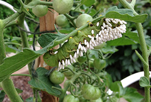 Hornworm caterpillar parasitized by braconid wasps