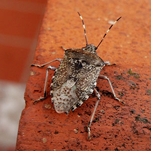 Stink bug