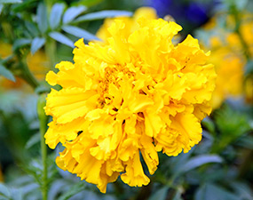 Tagetes erecta 'Crackerjack' marigold