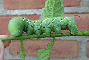 Tomato hornworm caterpillar