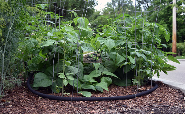 Using soaker hoses gives water right to the roots and keeps moisture off your tomatoes' leaves, helping to avoid fungal problems and viruses.