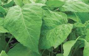 Potato-leaf tomato