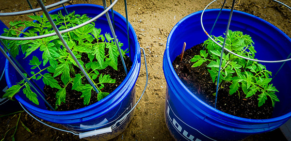 Tomato varieties