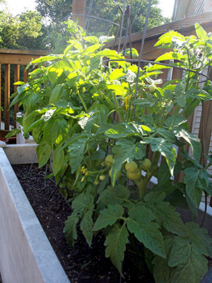 Tomatoes grown in a wood trough container