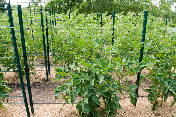 A hybrid of a trellis and stake option, the wires holding the tomatoes run horizontally, not vertically.