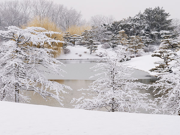 Japanese Garden in snow