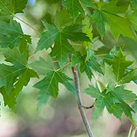 Acer x freemanii 'Jeffersred' Autumn Blaze