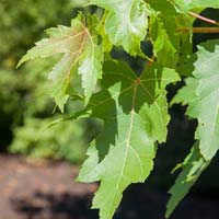 Acer x freemanii 'Jeffersred' Autumn Blaze