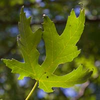 Acer saccharinum