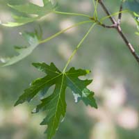 Acer saccharinum