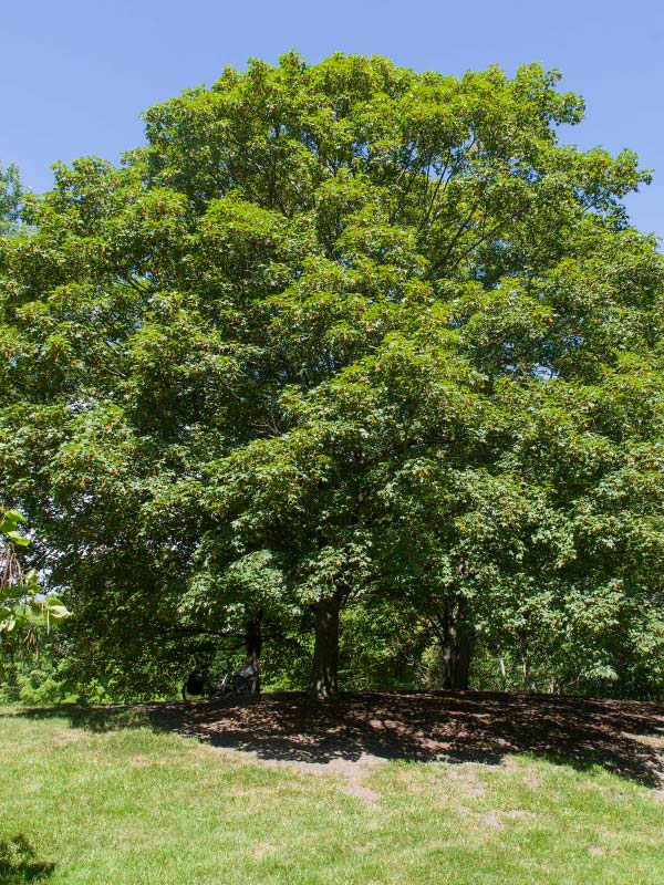 Sugar Maple Chicago Botanic Garden