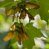 Acer saccharum