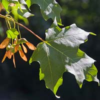 Acer saccharum