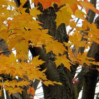 Acer saccharum