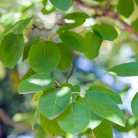 Amelanchier x grandiflora 'Autumn Brilliance'