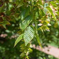 Carpinus caroliniana