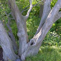 Carpinus caroliniana