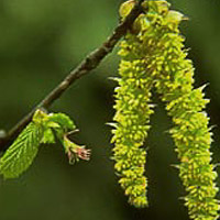 Carpinus caroliniana