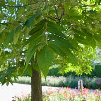 Carya illinoinensis