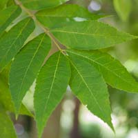 Carya illinoinensis