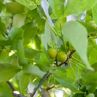 Carya ovata