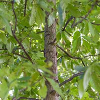 Carya ovata