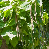 Catalpa speciosa