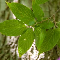 Celtis occidentalis